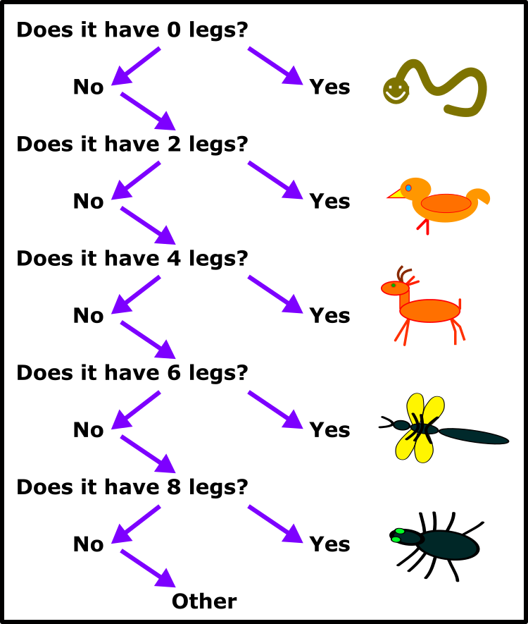 Taxonomic chart